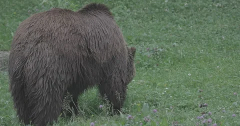 Bear, Brown Bear Stock Footage 156042339