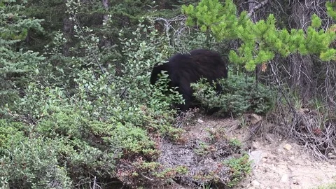 Bear in the brush eating Stock Footage 93688057