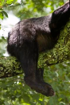 Bear butt in tree Stock Photos