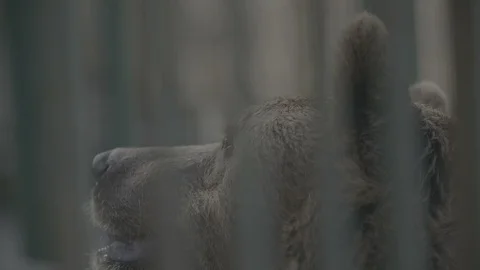 Bear in a cage Stockbeeldmateriaal 99649395