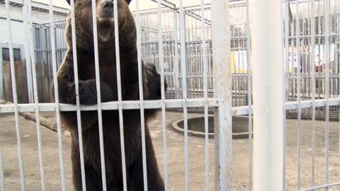 The bear in the cage Stock Footage