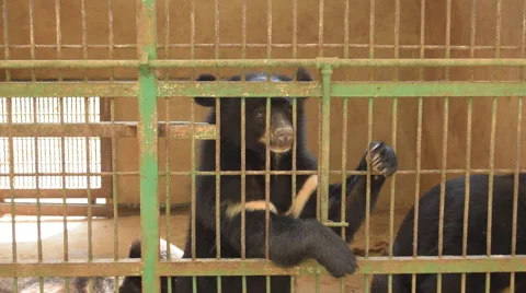 Bear in cage at open zoo. Video stock 60807930