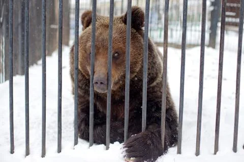 Bear in a cage Foto stock