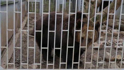 Bear in the cage of the zoo Stock Footage 82495002