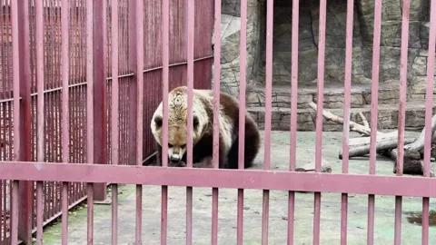 A bear in a cage at a zoo, kept in captivity Stock-Footage 329091548