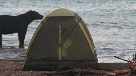 Bear in  campsite Video stock 42231230