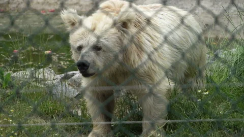 Bear in captivity 스톡 동영상 132705898