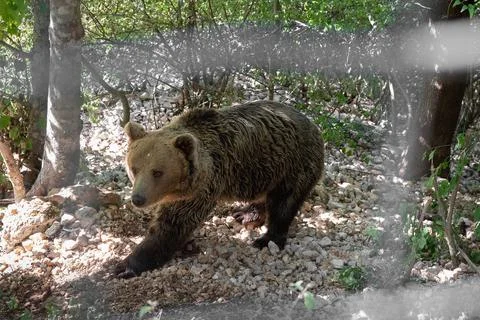 Bear in captivity Stock-Fotos