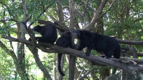 Bear cat climb on branch in public zoo,Thailand. Stock Footage 80596997
