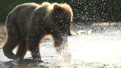 The bear catches a salmon. Video stock 708253