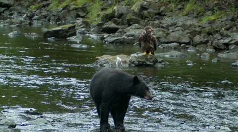 Bear catches Salmon Stock Footage 38944751
