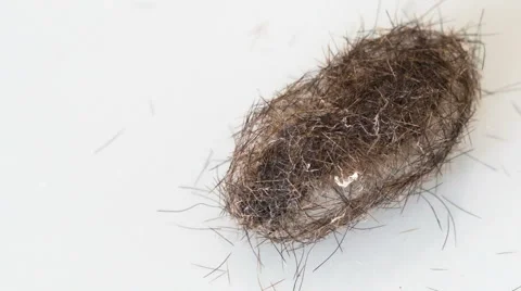 Bear caterpillar Stock Footage 61258746