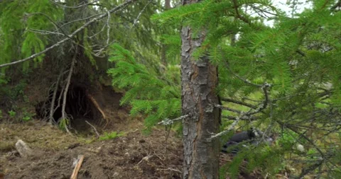 Bear cave Video stock 172544806