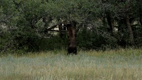 Bear Chews on Branch Vídeo Stock 102016515