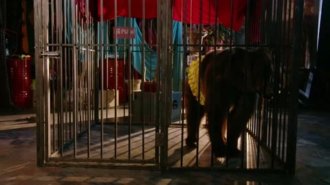 Bear in a circus cell and show clothes dancing in a pity Stock Footage 158720316