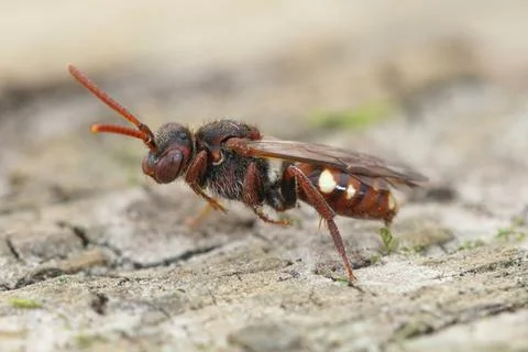 The bear-clawed Nomada bee is a rather small cleptoparasite species that host Stock Photos