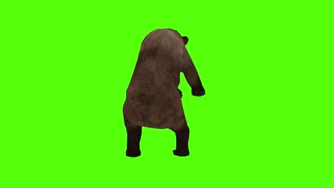 Bear Claws Attack Green Sccreen Animation 4k Rendering Stock Footage 296263058