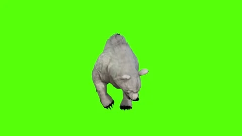 Bear Claws Attack Green Screen Animation 4K Rendering Stock Footage 295557573