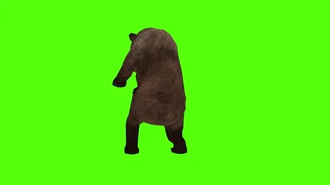 Bear Claws Attack Right Green Sccreen Animation 4k Rendering Stock Footage 296263065