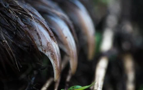 Bear claws closeup Foto stock