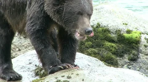 BEAR CLAWS Video stock 15848191