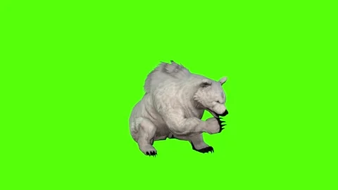 Bear cleaning face Green Screen Animation 4K Rendering Stock Footage 295557475