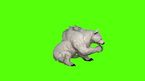 Bear cleaning face Green Screen Animation 4K Rendering Stock Footage 295557487