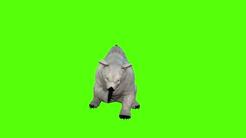 Bear cleaning face Green Screen Animation 4K Rendering Stock Footage 295557488