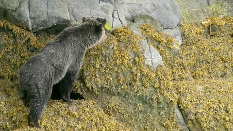 Bear climbing up the huge rocks Stock Footage 93603183