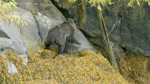 Bear climbing up the huge rocks Stock Footage 93603220