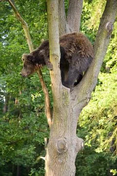 Bear climbing a tree in the forest Stock Photos
