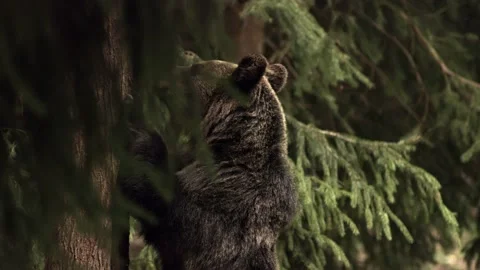 Bear Climbing Tree Forest Wild Animal Nature Vídeo Stock 154001353