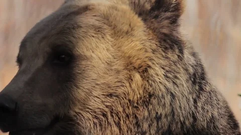Bear close up Stock Footage 77269632