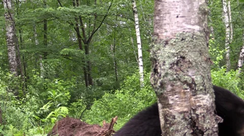 A bear close up in the woods Stock Footage 39948466