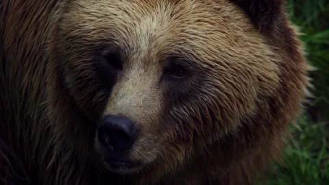 Bear closeup view Stock-Footage 270089297
