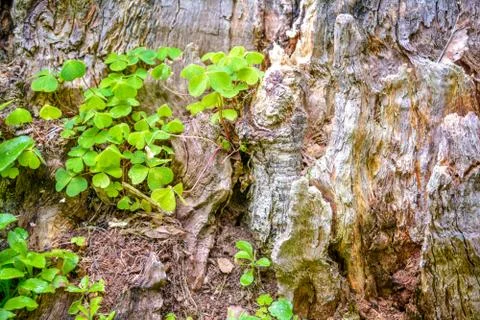 Bear Clover grass, mossy bark. Clover three-leaved Shamrocks on summer forest Stock Photos