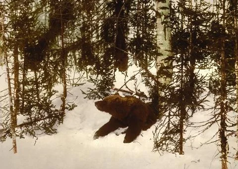 A bear comes out of its cave Winter Russia c 1890 Historic digitally enhanced Stock Illustration