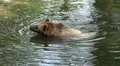 Bear coming out of water and scratch his back HD Footage