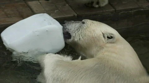 Bear CPR Stock Footage 826058