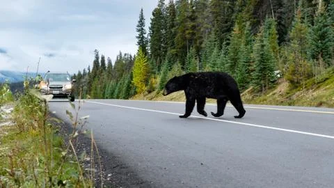 Bear Crossing Stock Photos