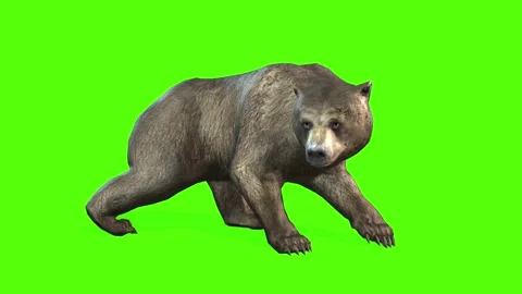 Bear Crouch Green Screen Animation 4K Re... | Stock Video | Pond5