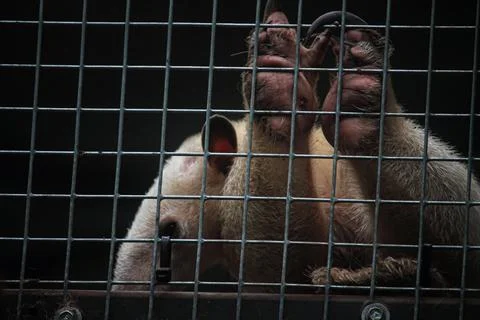 Bear cub behind cage bars Stock Photos