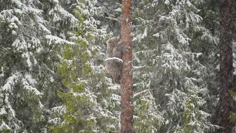 Bear cub climb to tree in snowstorm Video stock 189928325