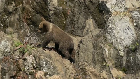 Bear Cub Climbing and Running up a cliff | Slowmotion | Vídeo Stock 134655487
