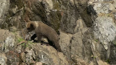 Bear Cub Climbing and Running up a cliff Video stock 134655527