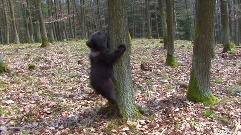 Bear cub climbing Stock Footage 77642216