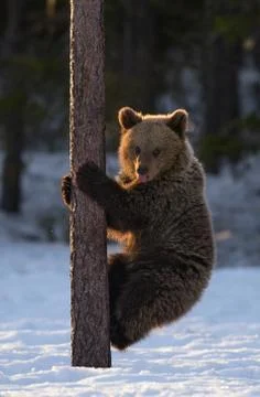 Bear Cub Climbing a Pine Tree. Sunset light in Winter forest. Brown Bear, Sci Stock Photos