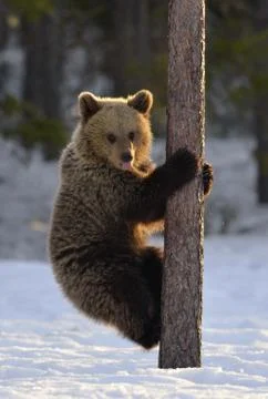 Bear Cub Climbing a Pine Tree. Sunset light in Winter forest. Brown Bear, Sci Stock Photos
