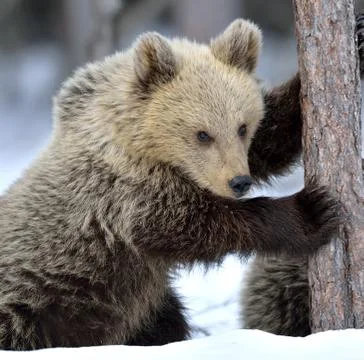 Bear Cub Climbing a Pine Tree. Winter forest. Brown Bear, Scientific name: Ur Stock Photos