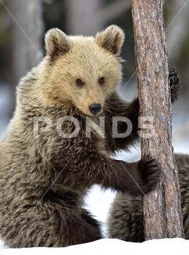Bear Cub Climbing A Pine Tree. Winter Forest. Brown Bear, Scientific Name: Ur
